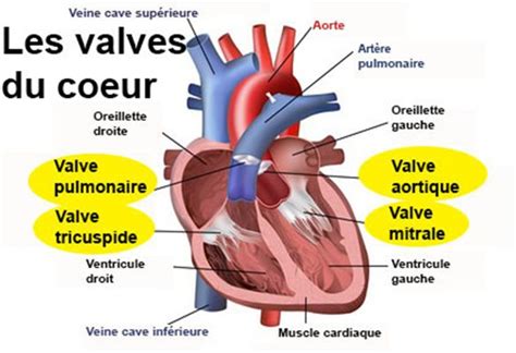 différents types de vulves|Les différentes vulves : la diversité de lanatomie féminine